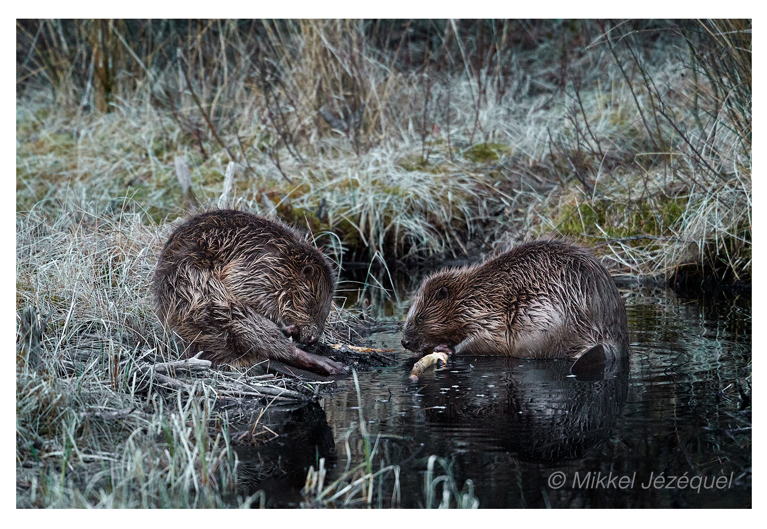 En hyggelig aftenstund