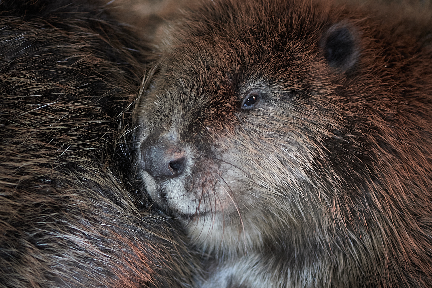 Er det en&nbsp;odder?