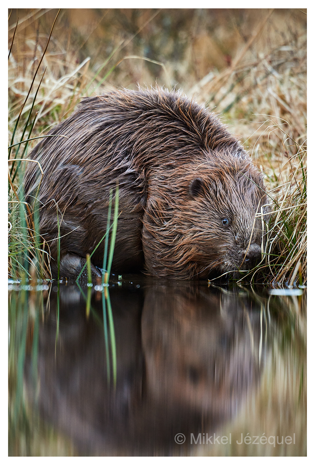 En fotografisk udfordring: Bæveren i&nbsp;vandkanten