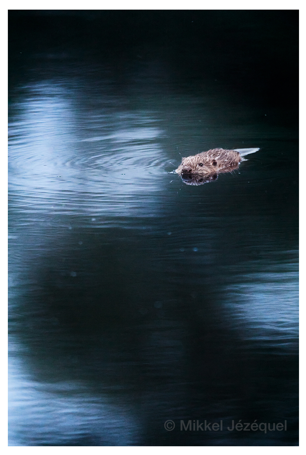 Bæverungerne har medfødt ‘svømmebælte’ (inkl.&nbsp;video)