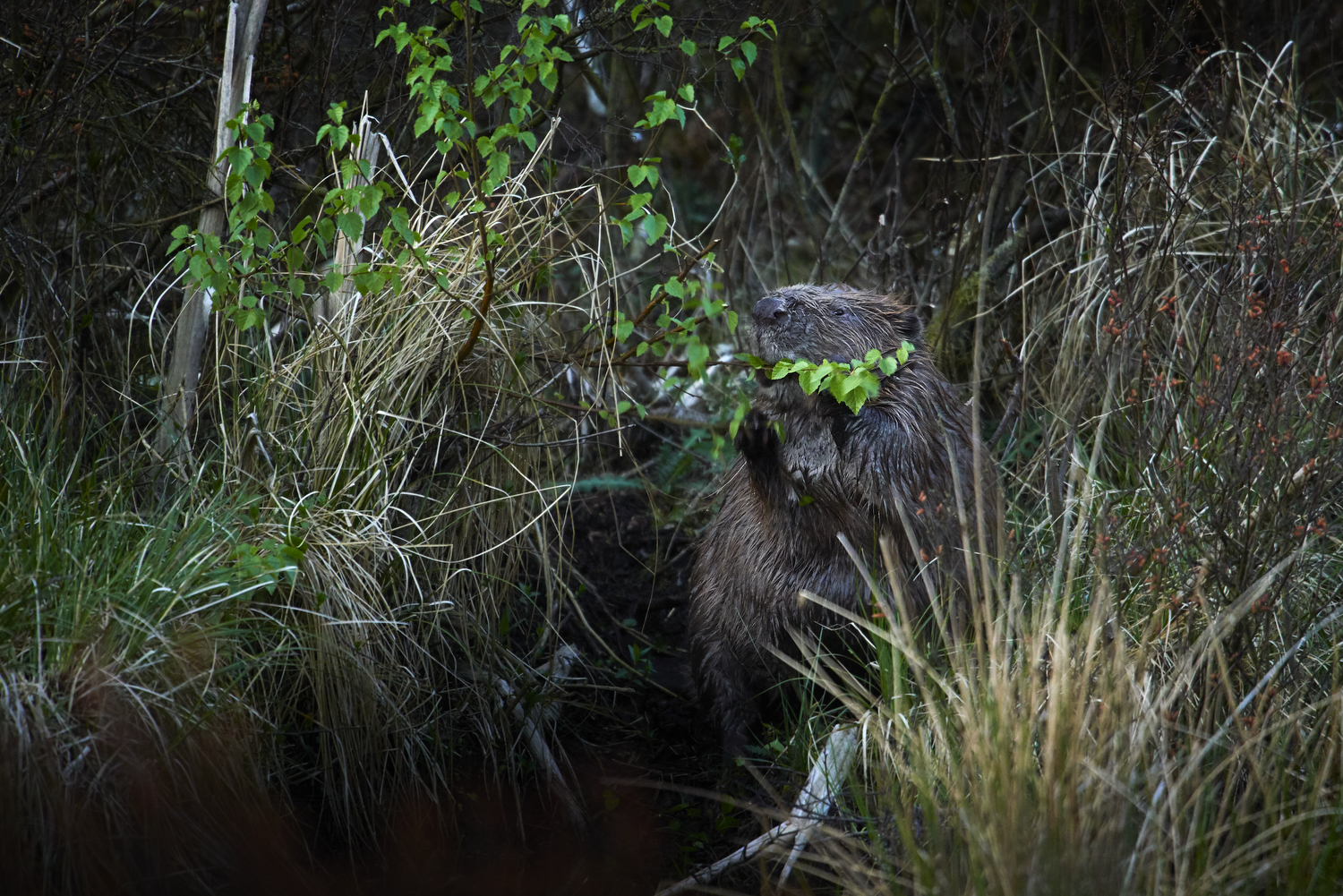 Er børnebog ophav til myte om bæverens&nbsp;mad?