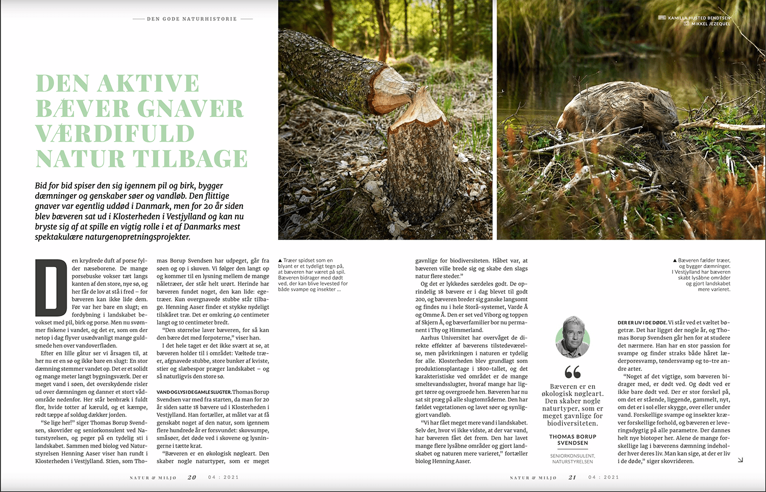 Bæveren gnaver værdifuld natur tilbage – læs vores&nbsp;artikel