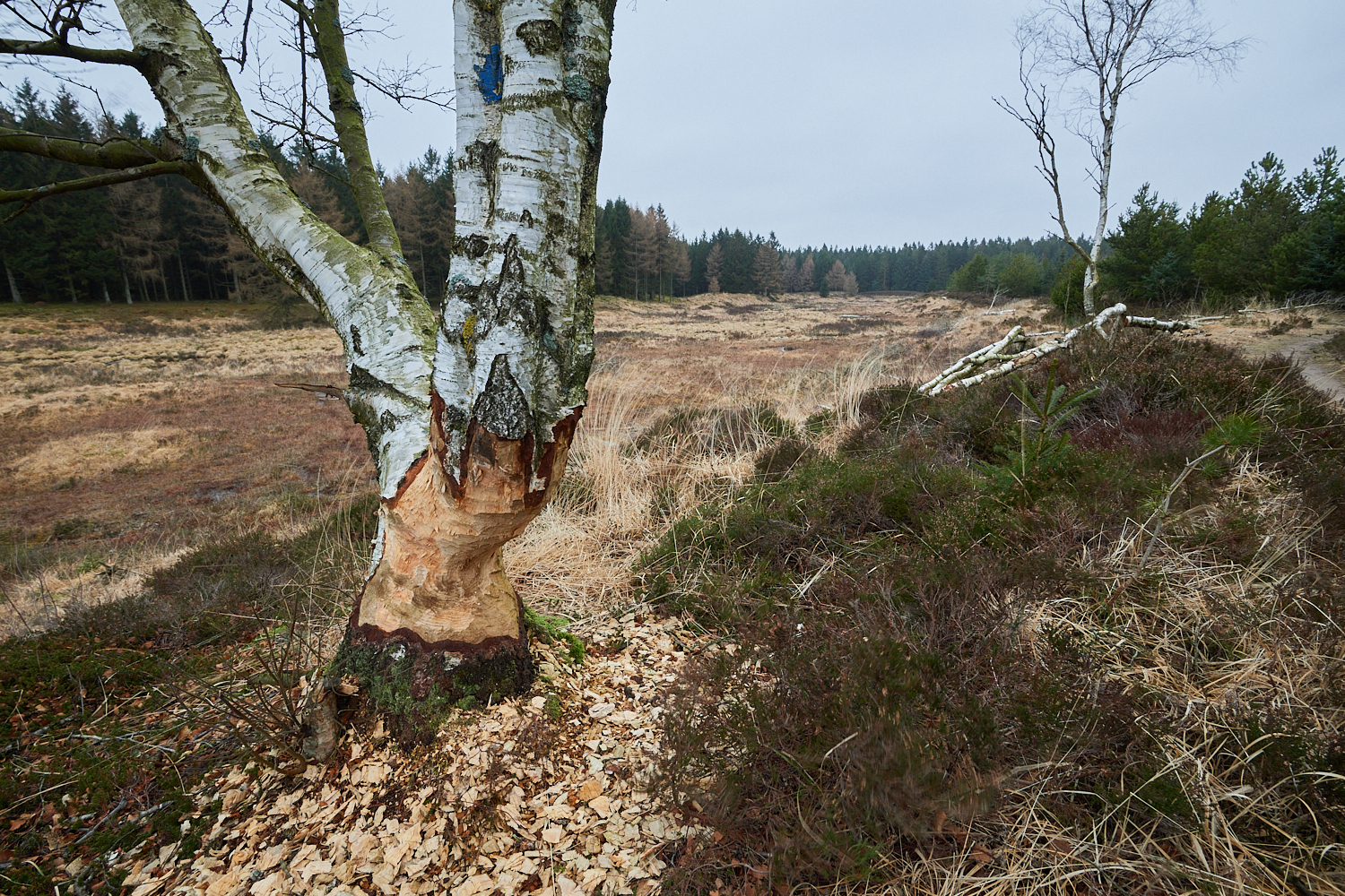 På jagt efter bæverspor – det skal du kigge&nbsp;efter
