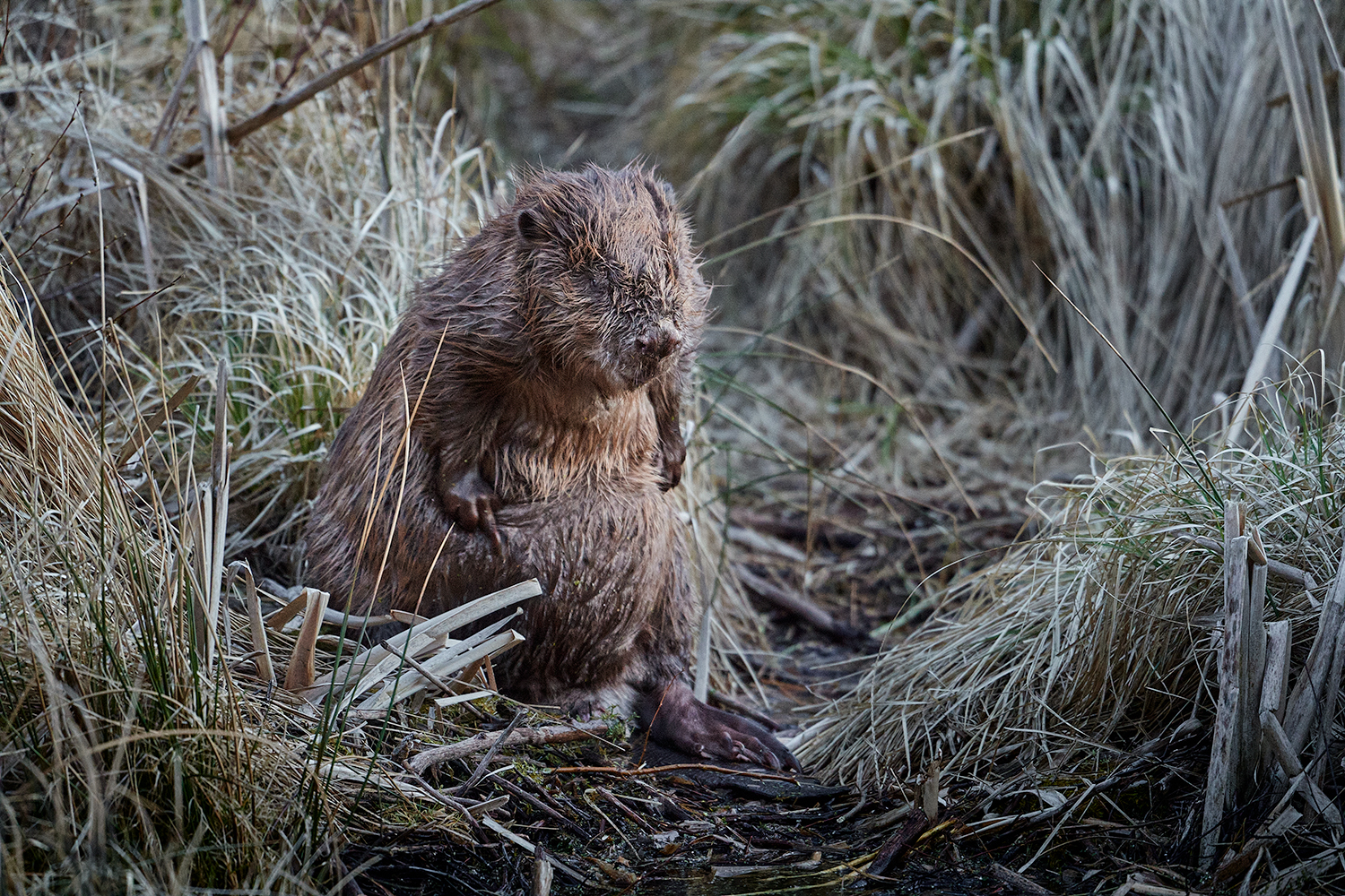 Pelspleje er livsvigtig for bæveren – se&nbsp;video