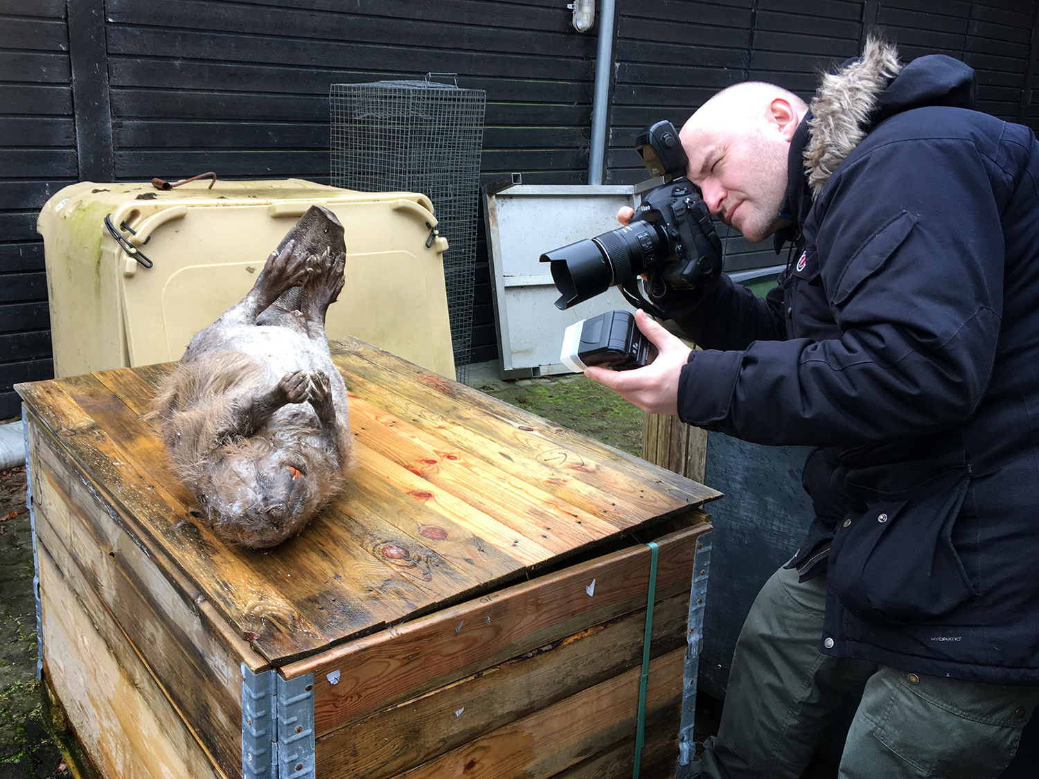 Død bæver på frys gav os mulighed for unikke&nbsp;billeder