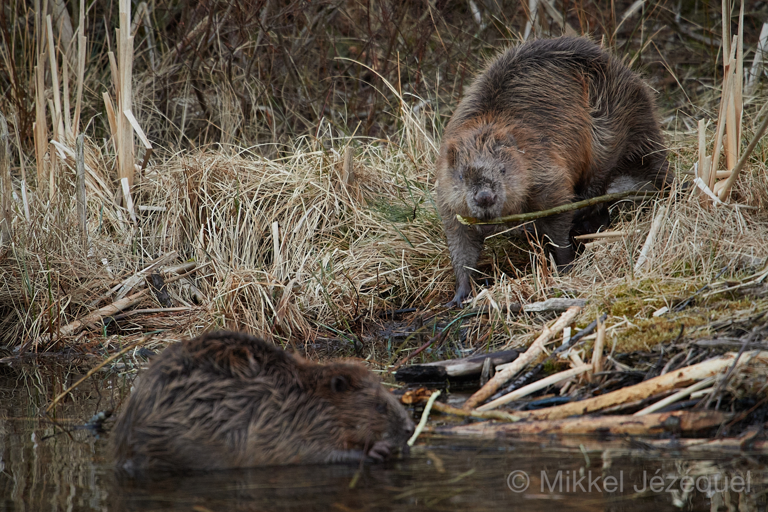 Bæver ‘stjæler’ mad – live (næsten) fra Klosterheden&nbsp;(video)