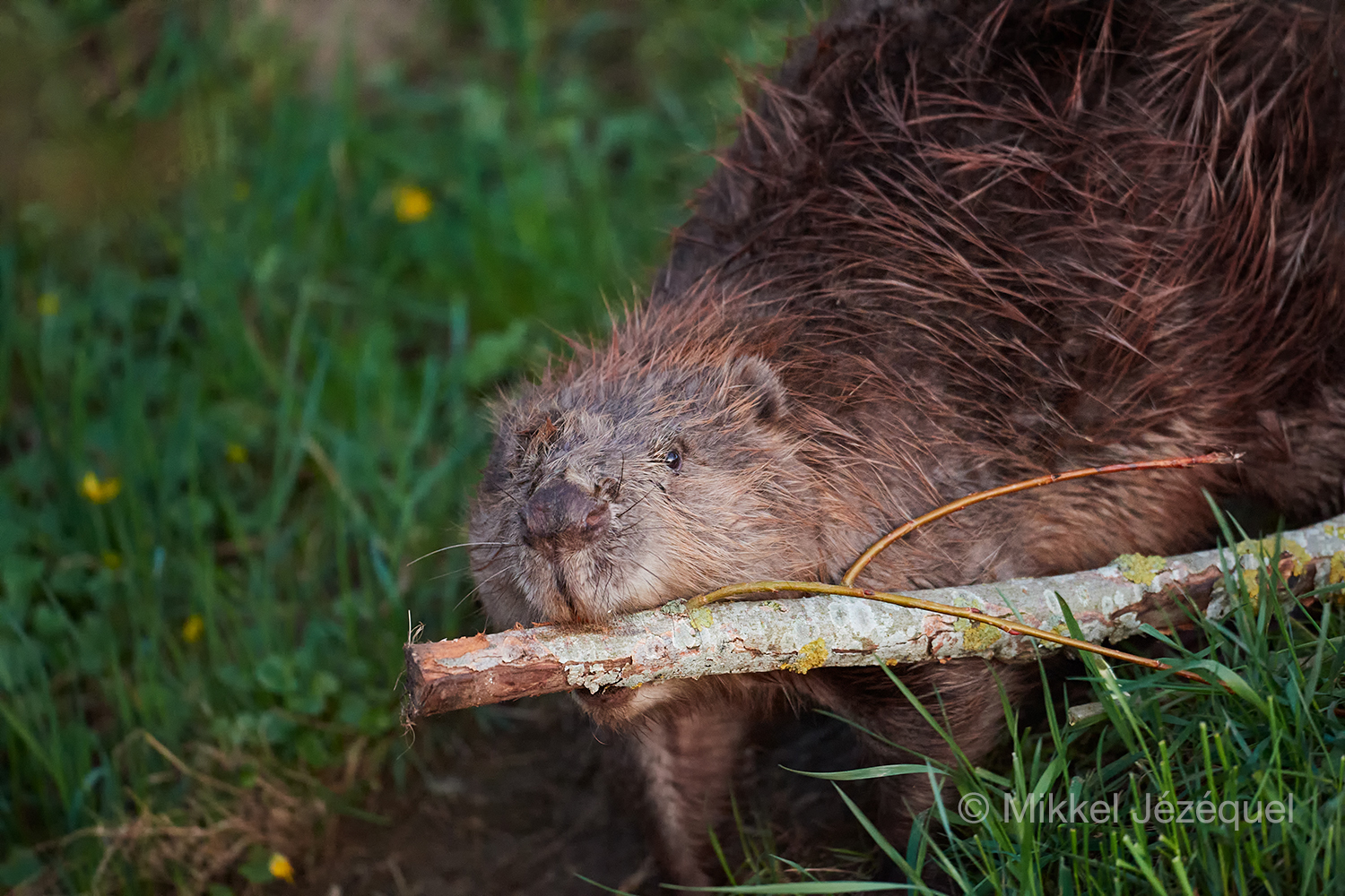 En uge hos de sjællandske&nbsp;bævere
