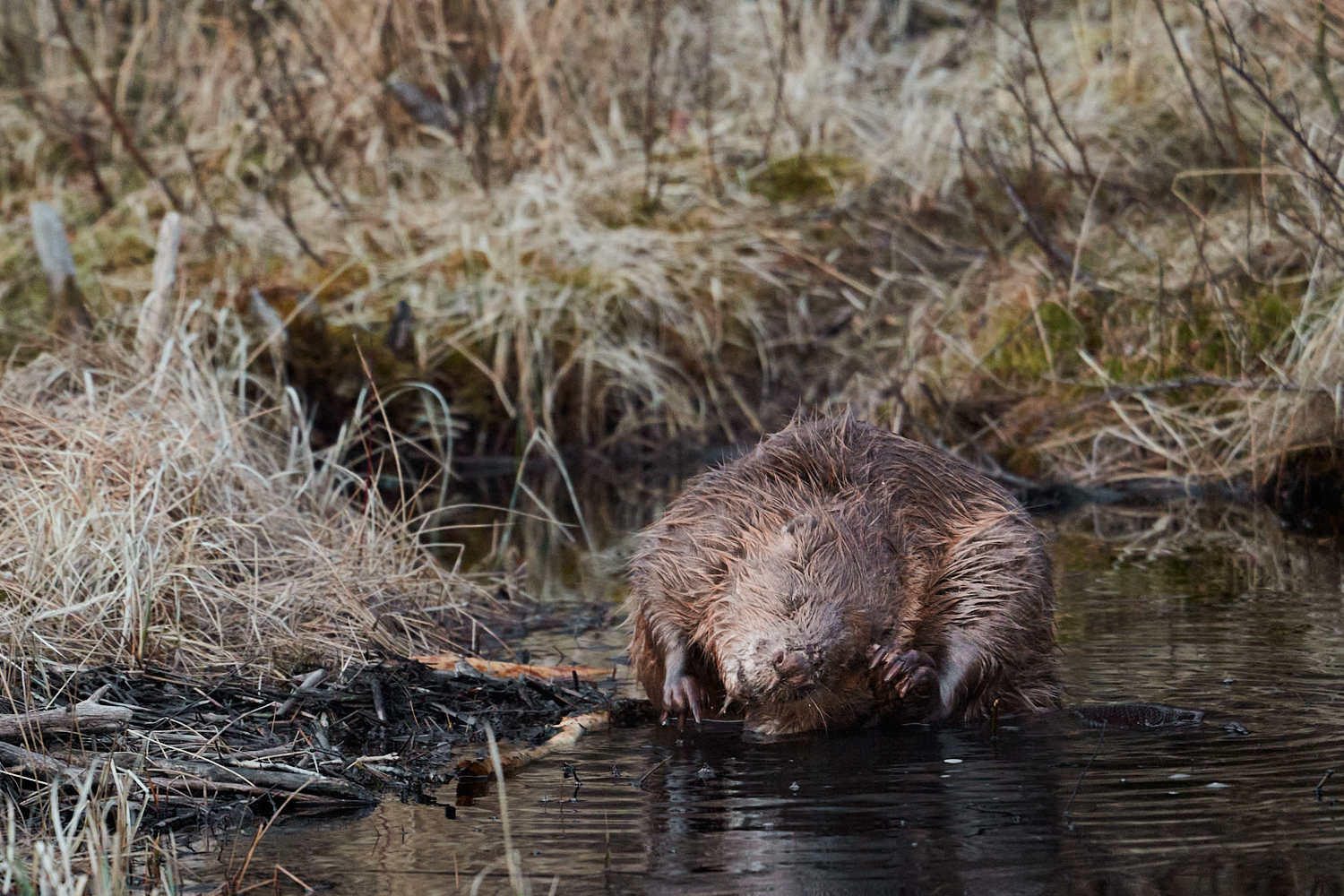 Bæveren har en særlig “klo-kam” (Se&nbsp;video)