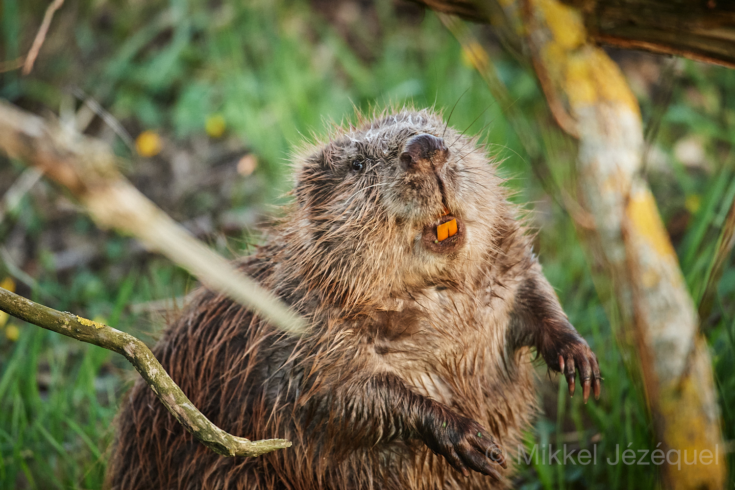 Hvorfor har bæveren orange&nbsp;tænder?