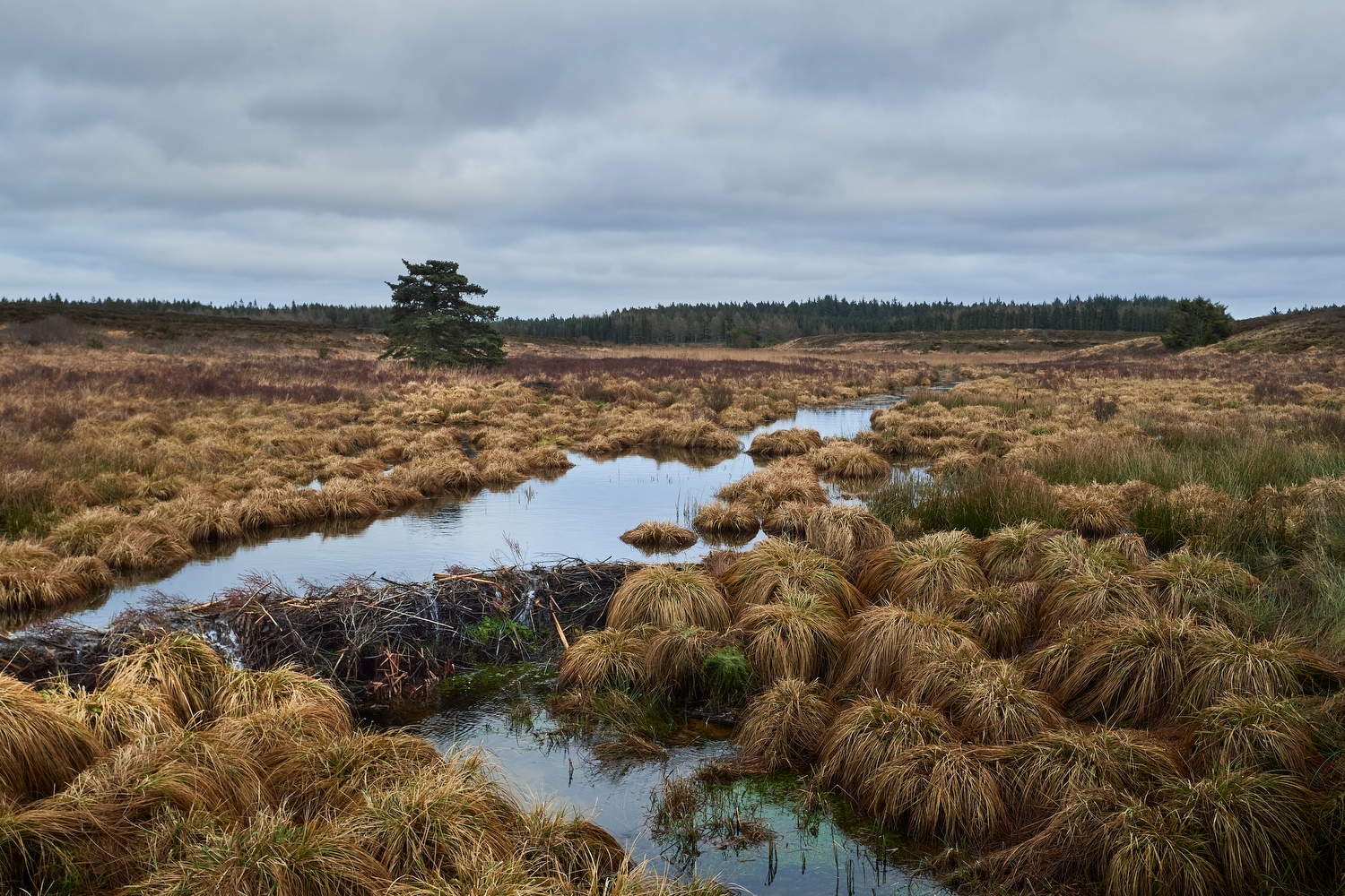Hvorfor bygger bæveren&nbsp;dæmninger?