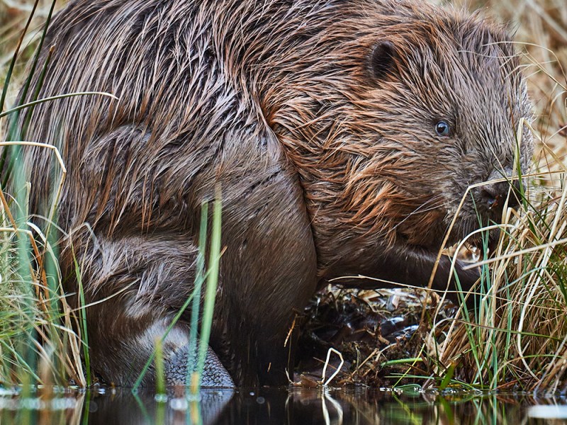 Er det en han eller&nbsp;hun?