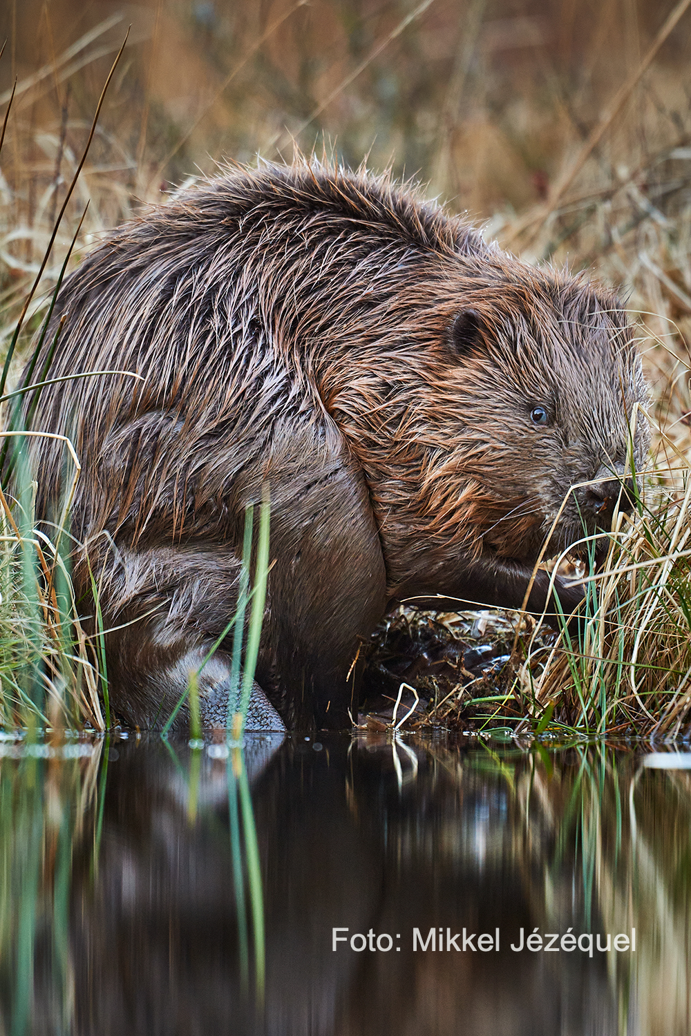 Er det en han eller&nbsp;hun?