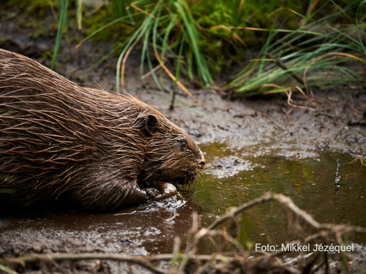 Bæveren graver kanaler