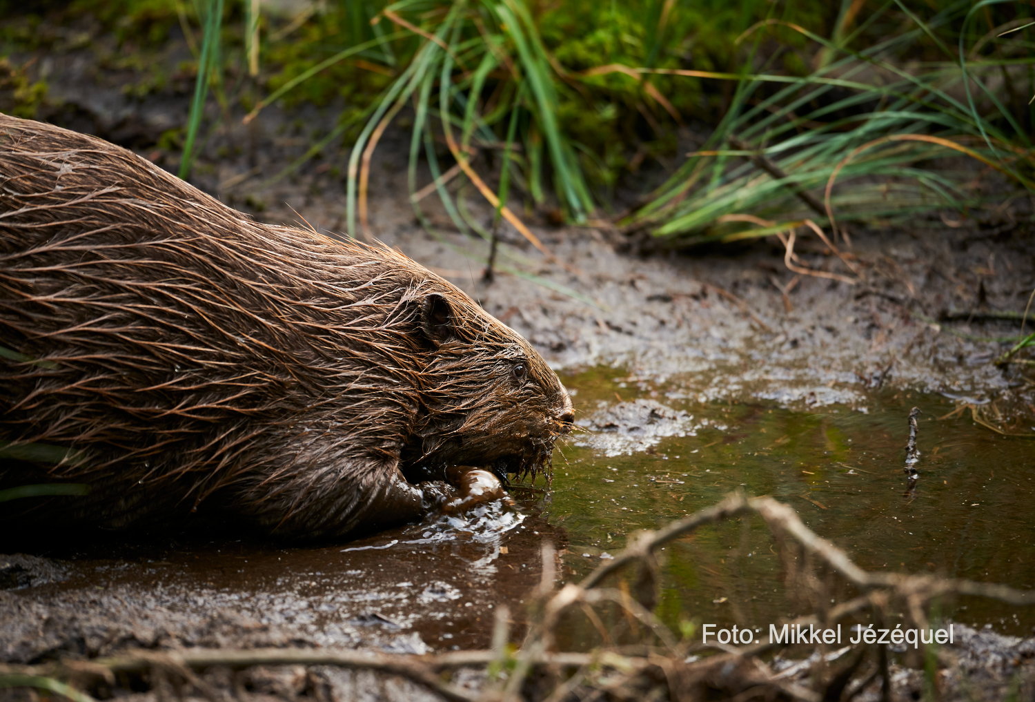 Bæveren graver kanaler
