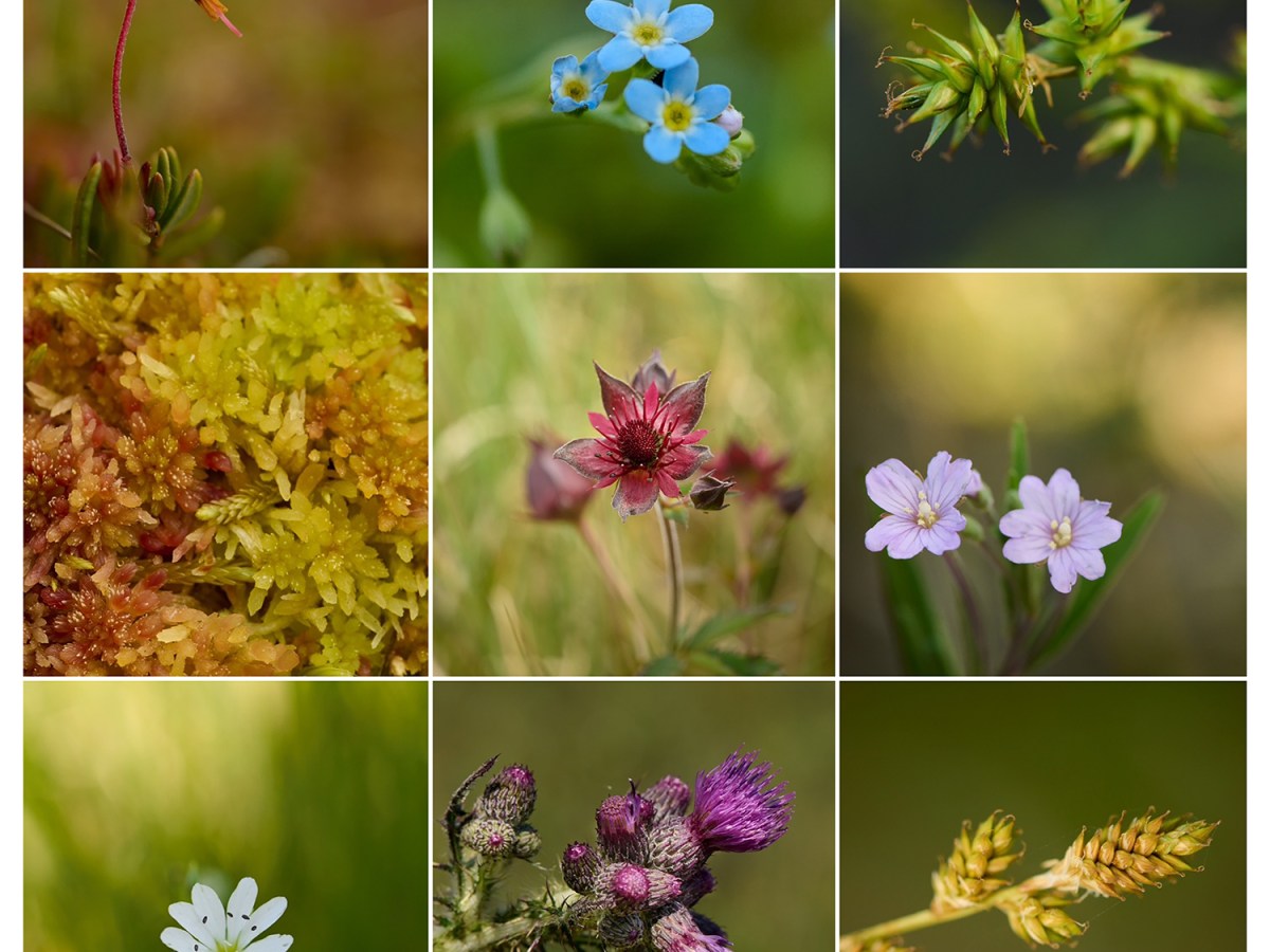 Bæversumpen blomstrer