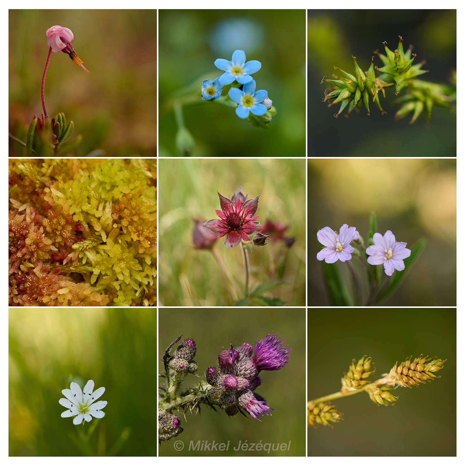 Bæversumpen blomstrer