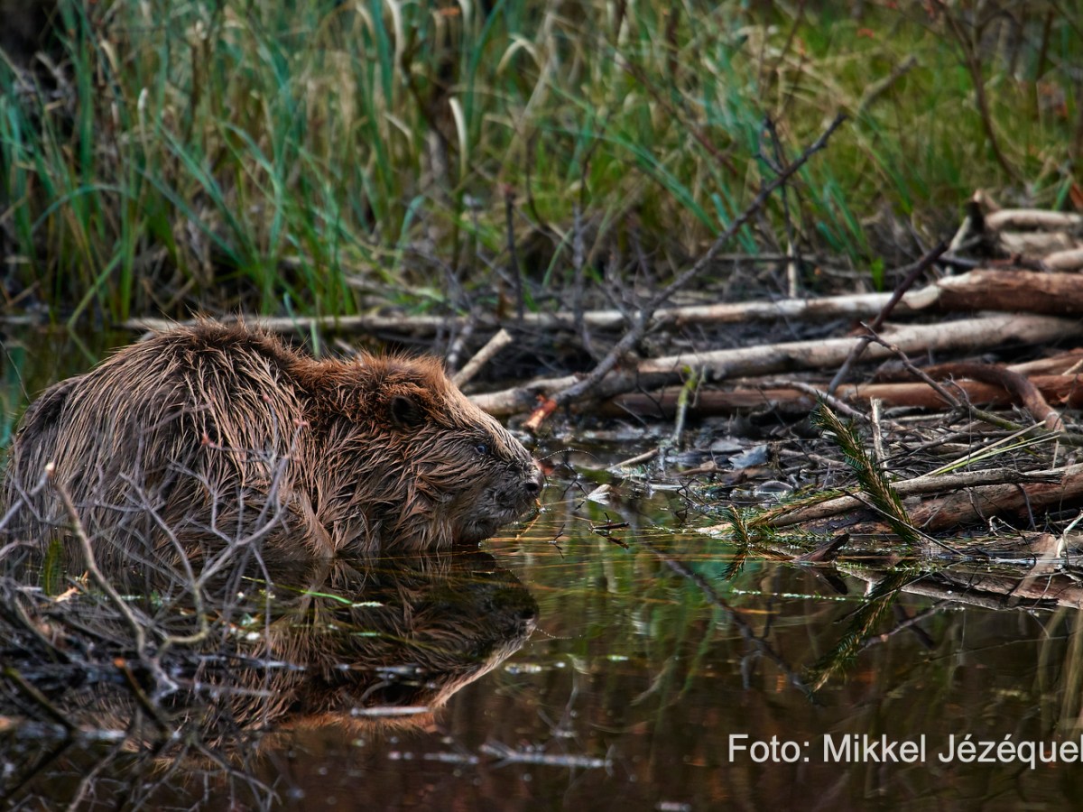 Hvor mange bævere er der i&nbsp;Danmark?