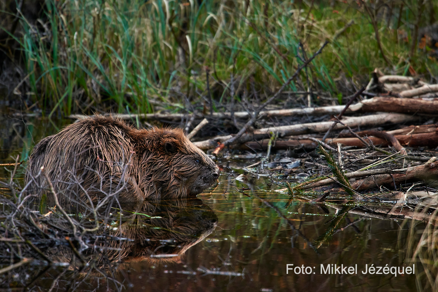 Hvor mange bævere er der i&nbsp;Danmark?