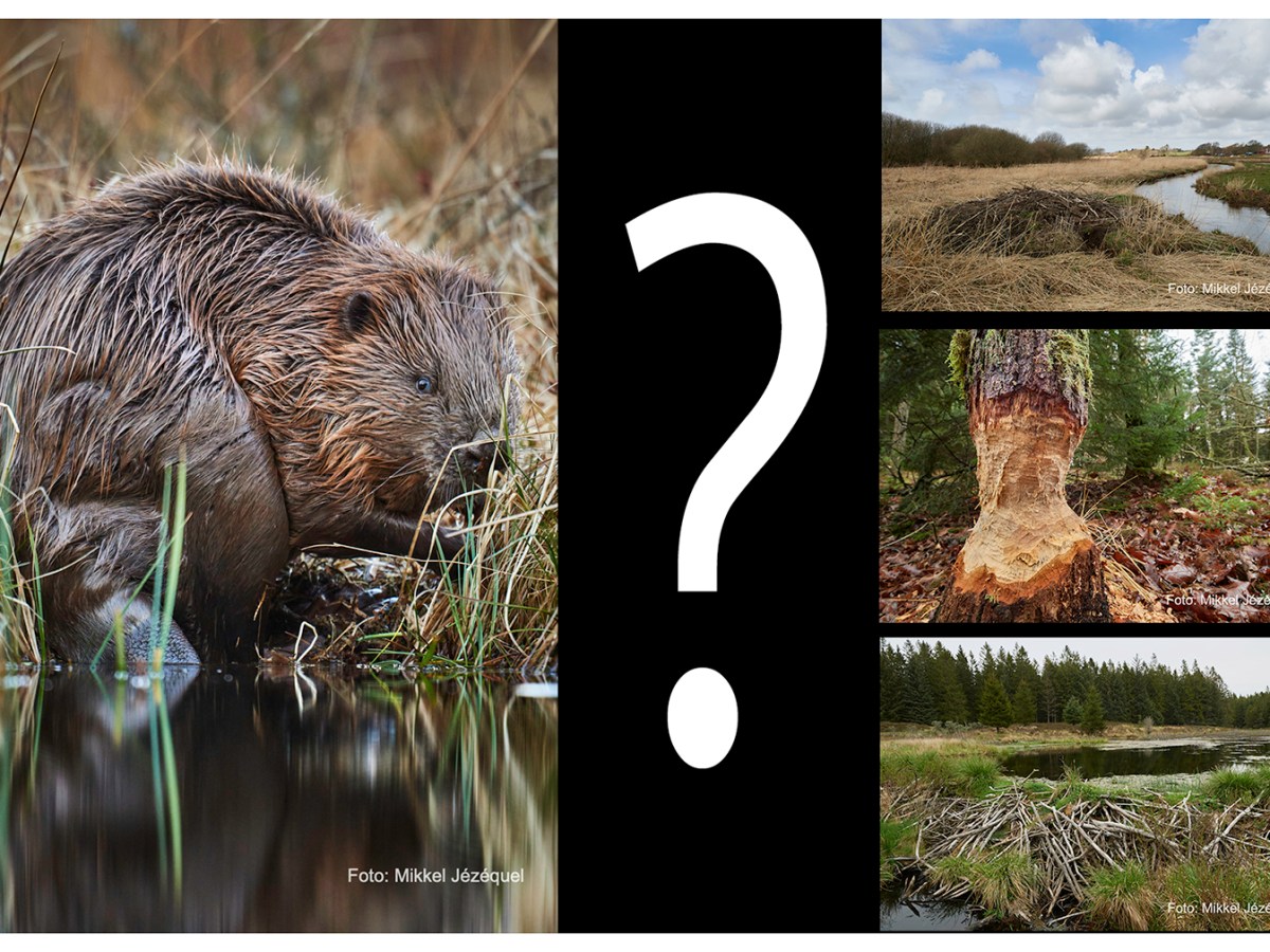 Miniguide: Bæveren og mig.  Hvad gør&nbsp;jeg…?