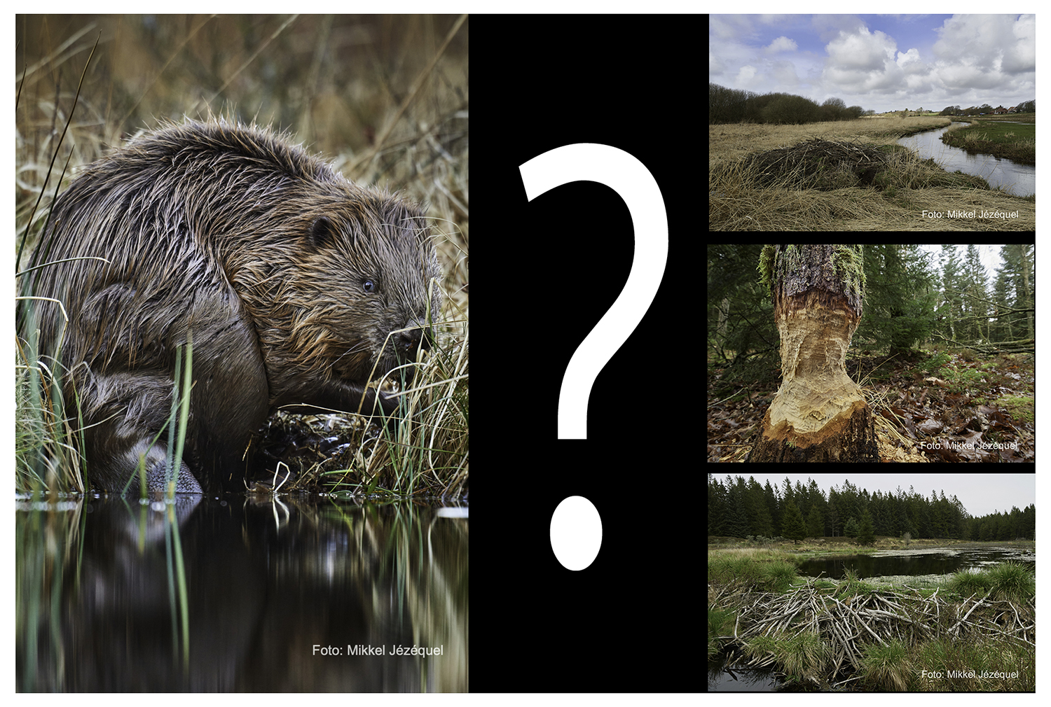 Miniguide: Bæveren og mig.  Hvad gør&nbsp;jeg…?